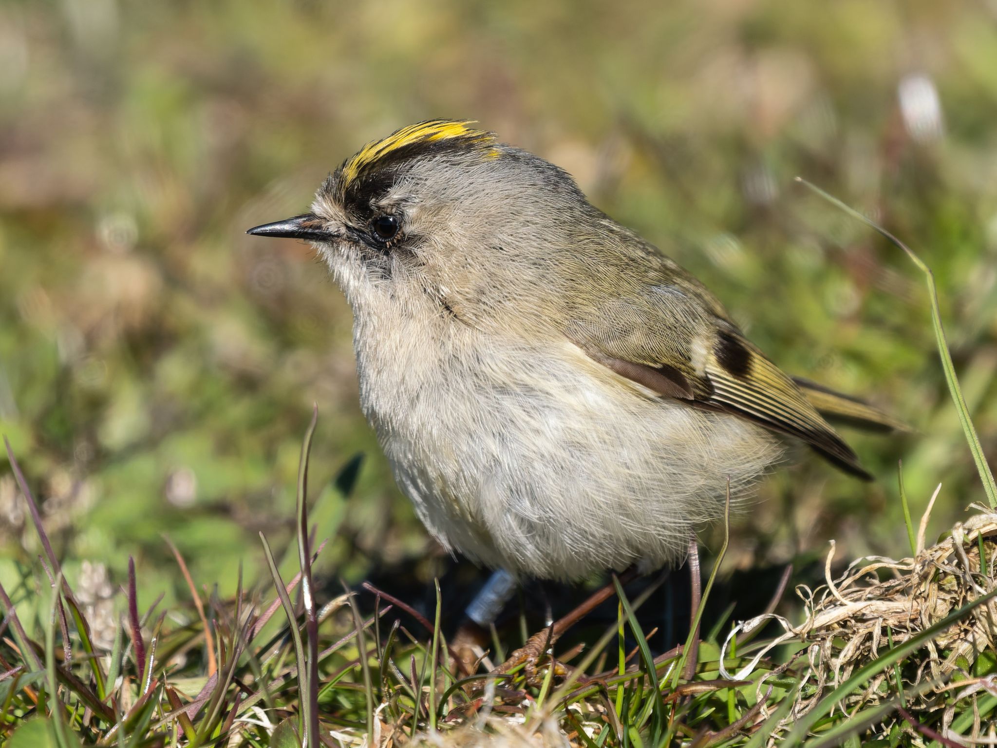 353 260424 1536 H  1HR6620 DxO DeepPRIME 3